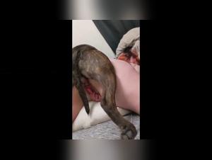 Video of Sex with a Dog