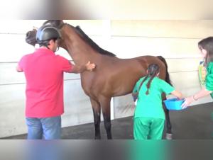 Woman and horse: an exciting zoophilia video