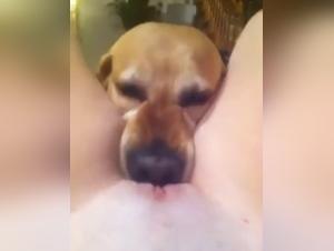 Bestiality sex videos with dogs
