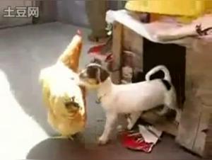 Dog Sex Videos - Bestiality and Zoophilia