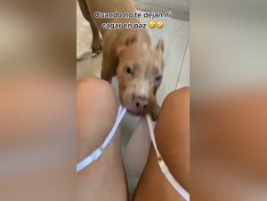 Bestiality and Extreme Sex: A Woman and Her Four-Legged Best Friend