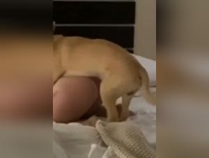 Zoophilia Animal Sex Videos: The Wildest Content