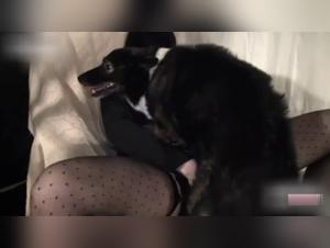 Naughty Mom and Her Best Friend on Four Legs: An Extreme Bestiality Video