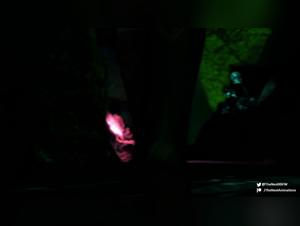 Exploring Boundaries: Kinkcafe & Dog Sex