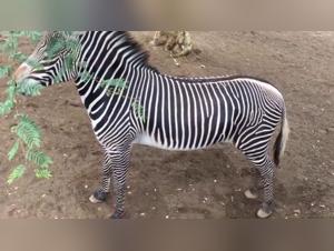 Zoophilia scene with a zebra