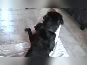 The Brunette xnxxzoo fucks her Dog porno