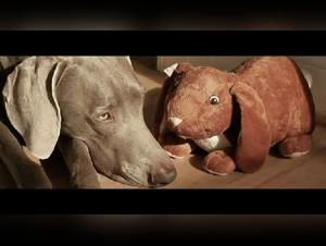 Woman and Dog - A True Story of Bestiality Sex