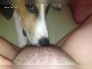 dog licking intimacy