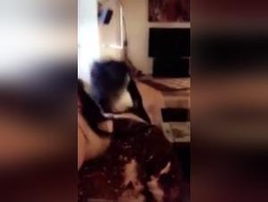 Exclusive Video: A Bestiality Experience with a Dog