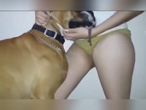 Animal fucking and webcam: A woman gets fucked by a mastiff dog and then sucks him off during a webcam porno