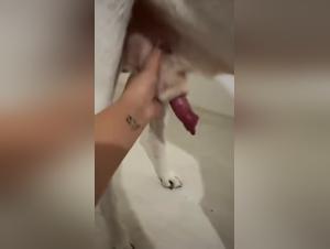 Devoilement Inattendu : Le Geant Canin