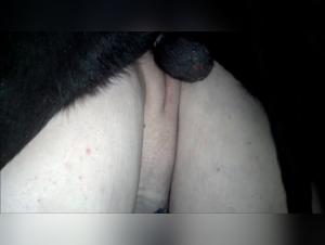 Dog Sex Video: Dog Swinging