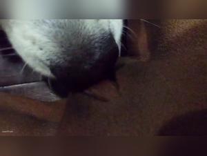 Bestiality: A woman and her dog