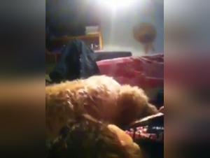 Teenage girl and her dog in a zoophilia video