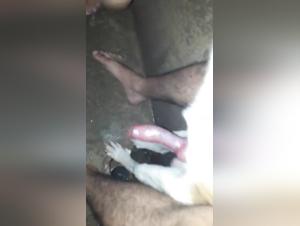 dog porn with dog cock sucking
