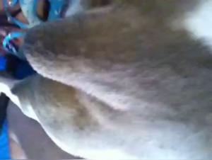 Canine blowjob: a shocking bestiality sex video