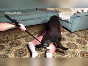 Bestiality sex video: a unique and intense experience