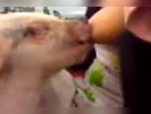 An Exciting Zoophilia Experience - Woman and Piglet