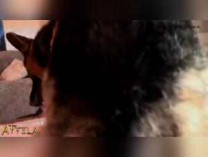 Team Russia and their dog in bestiality sex videos