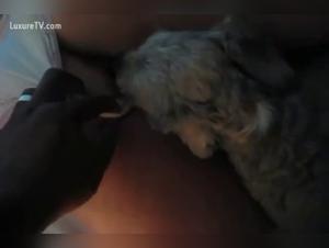 Encuentro inesperado: sexo con un perro