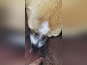 Forbidden meeting: black woman and dog