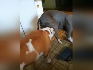 Bestiality sex video: two dogs in an intimate relationship