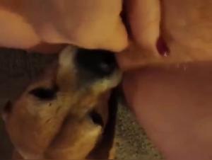 Bestiality sex: Woman and dog in a hot video