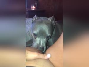 Bestial sex video: a woman and her dog