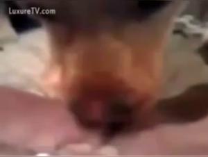 Bestiality Sex Videos: female dog and Master