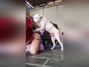 exploring the dark side of zoophilia