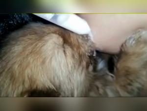 Feeding a puppy in a very special way