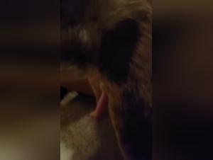 Woman and her dog: a video of extreme zoophilia