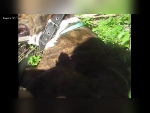 Woman and dog in a zoophilia scene