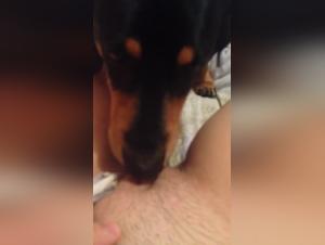 Sex video with a dog: a beastly and exciting experience