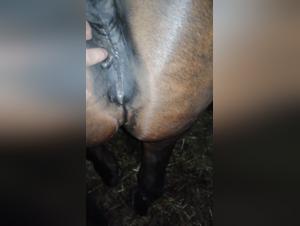 Sensual Encounter: Woman and Horse