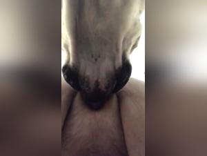 BBW y Perro: Un Encuentro Sexual Inolvidable