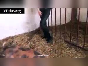 Woman in white fur and pig: a video of extreme zoophilia