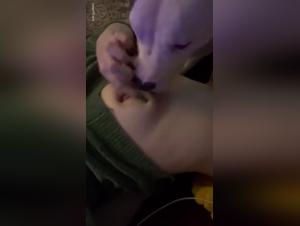 bestiality animal onlyfan