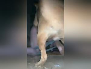 Mature woman and her big ass love sex with the dog