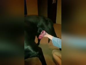 Bestiality Video: An Extreme Experience