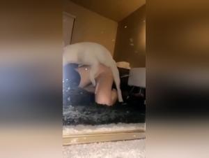 extreme animal intimacy explored