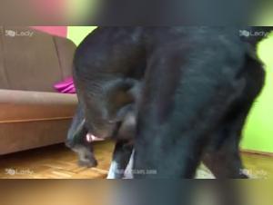 K9 Lady - Ariel - Intense experience with my dog