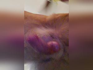 Beast Training: An Exciting Experience