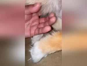 delving into zooville and pornovolk