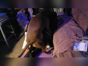 Bestiality sex video with a woman and a dog