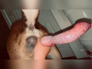 Unveiling Bestiality's Forbidden Realm