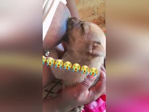 intimate moment with a puppy