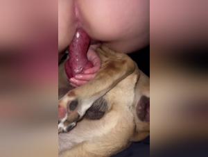 bestiality video titles