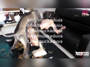 Neues Zoophilie-Video mit Raven und einem Hund auf ArtofZoo