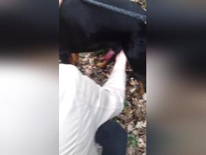 Aventure dans les bois : une rencontre bestiale